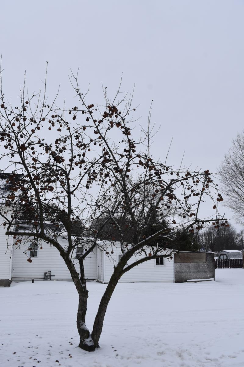 RentalsMLS Rental Additional Image