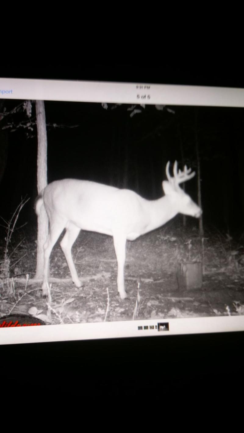 RentalsMLS Rental Additional Image